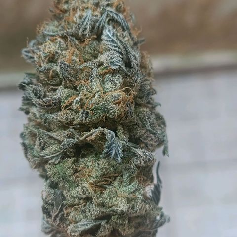 Impecable  growlog timeline photo