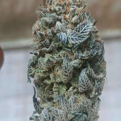 Impecable  growlog timeline photo
