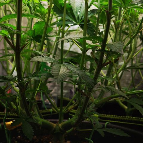 Northern Light  growlog timeline photo