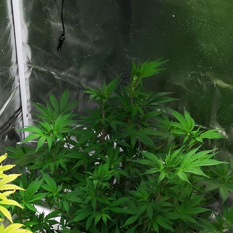 Northern Light  growlog timeline photo