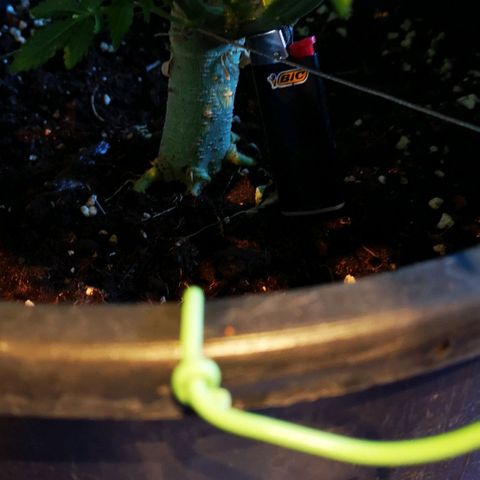 Northern Light  growlog timeline photo