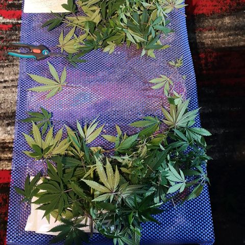 Northern Light  growlog timeline photo