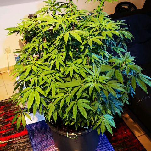 Northern Light  growlog timeline photo