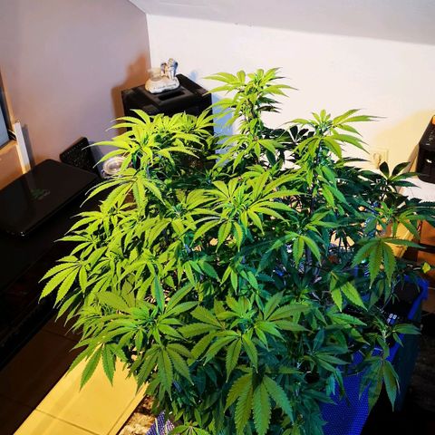 Northern Light  growlog timeline photo