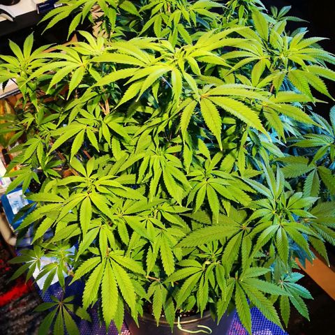 Northern Light  growlog timeline photo