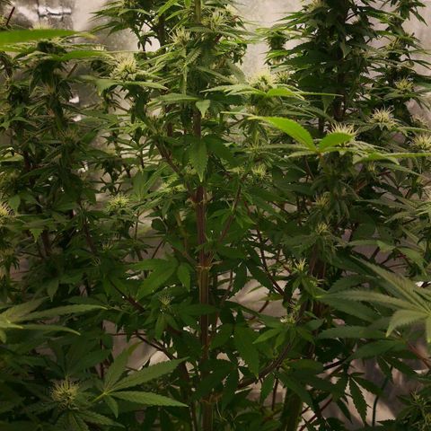 Northern Light  growlog timeline photo