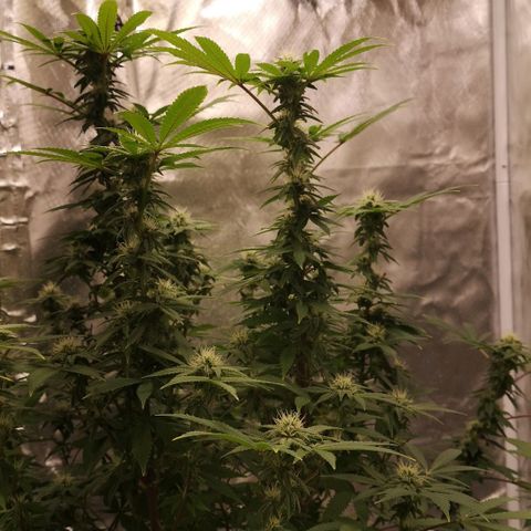 Northern Light  growlog timeline photo