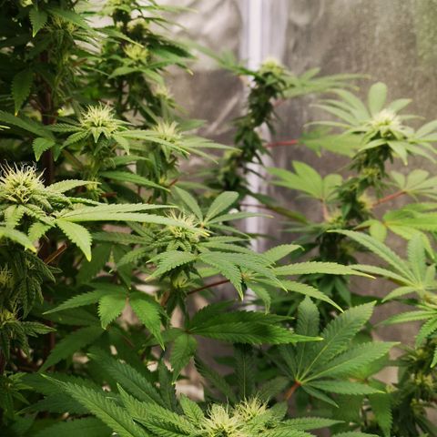 Northern Light  growlog timeline photo