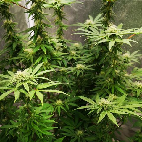 Northern Light  growlog timeline photo