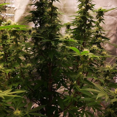 Northern Light  growlog timeline photo