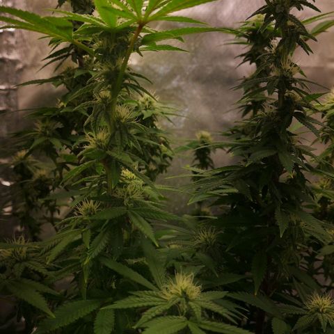 Northern Light  growlog timeline photo