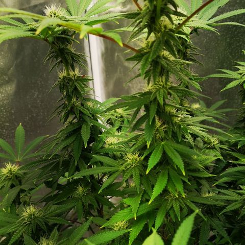 Northern Light  growlog timeline photo