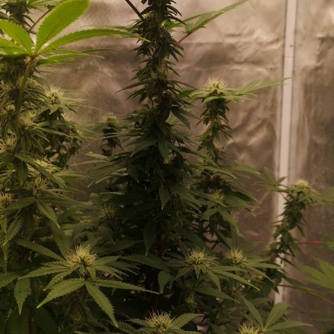 Northern Light  growlog timeline photo