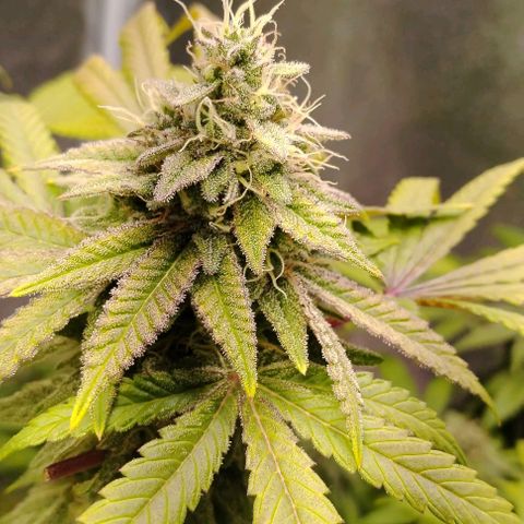 Northern Light  growlog timeline photo