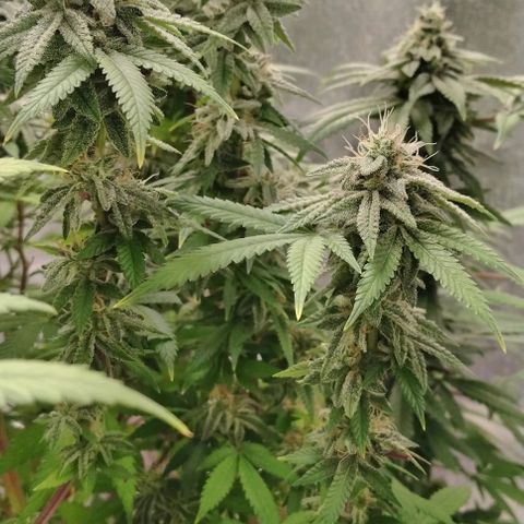 Northern Light  growlog timeline photo