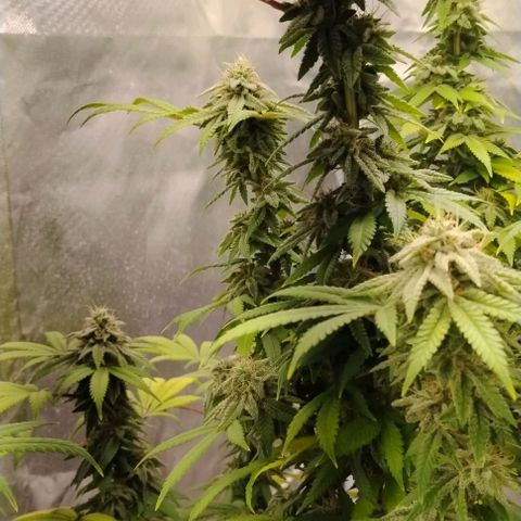 Northern Light  growlog timeline photo