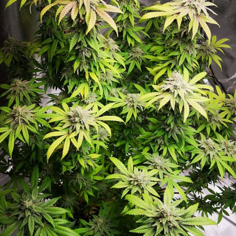 Northern Light  growlog photo: Ein Traum in weiß 