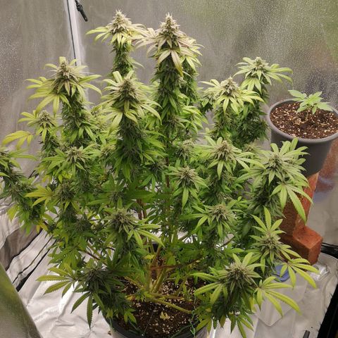 Northern Light  growlog photo: Ein Traum in weiß 