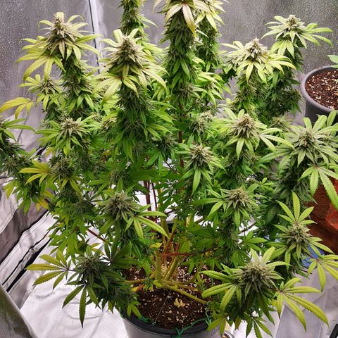 Northern Light  growlog photo: Ein Traum in weiß 
