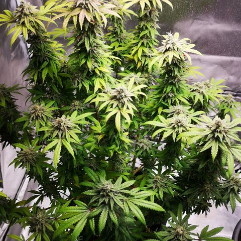 Northern Light  growlog photo: Ein Traum in weiß 