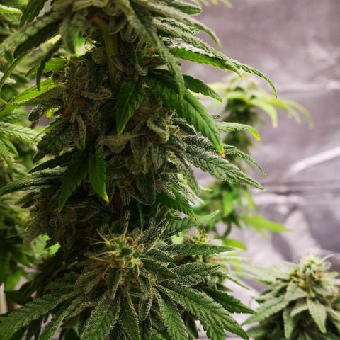 Northern Light  growlog photo: Ein Traum in weiß 
