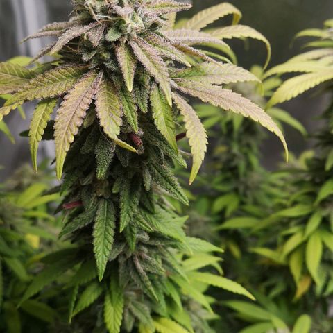 Northern Light  growlog photo: Ein Traum in weiß 