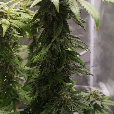 Northern Light  growlog photo: Ein Traum in weiß 