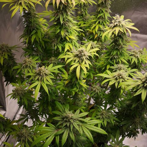 Northern Light  growlog photo: Ein Traum in weiß 