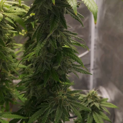 Northern Light  growlog photo: Ein Traum in weiß 