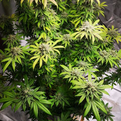 Northern Light  growlog photo: Ein Traum in weiß 
