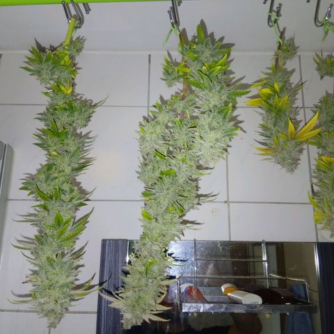 Northern Light  growlog photo: Ich schneide in 5 Tagen Abstand immer mal paar Triebe ab. Mal schauen wie es sich im Geschmack und knallen auswirkt 