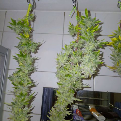 Northern Light  growlog photo: Ich schneide in 5 Tagen Abstand immer mal paar Triebe ab. Mal schauen wie es sich im Geschmack und knallen auswirkt 