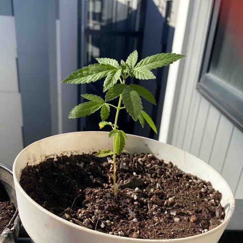Generic1 growlog timeline photo