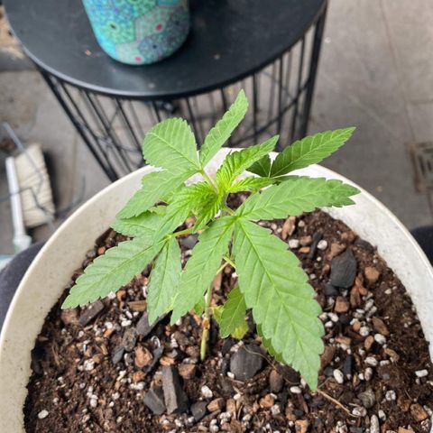 Generic1 growlog timeline photo
