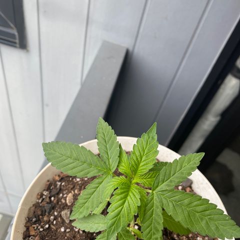 Generic1 growlog timeline photo