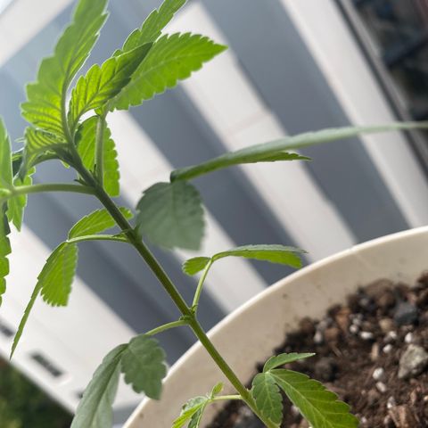 Generic1 growlog timeline photo