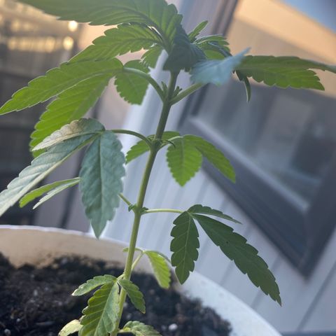 Generic1 growlog photo: New groth in 