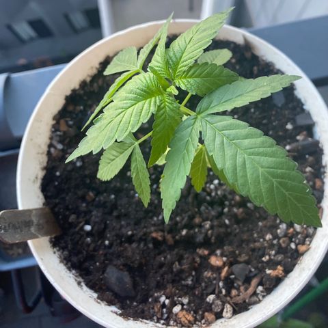 Generic1 growlog photo: New groth in 
