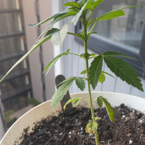 Generic1 growlog timeline photo
