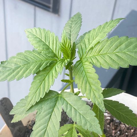 Generic1 growlog timeline photo