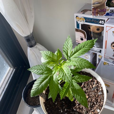 Generic1 growlog timeline photo