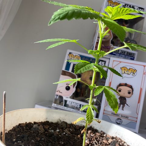 Generic1 growlog timeline photo