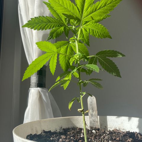 Generic1 growlog timeline photo