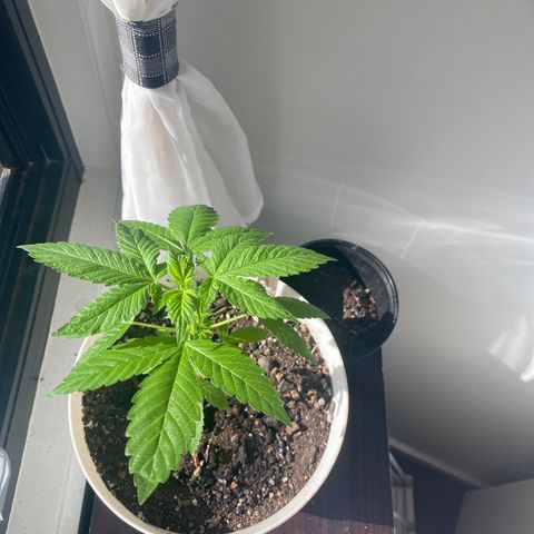 Generic1 growlog timeline photo