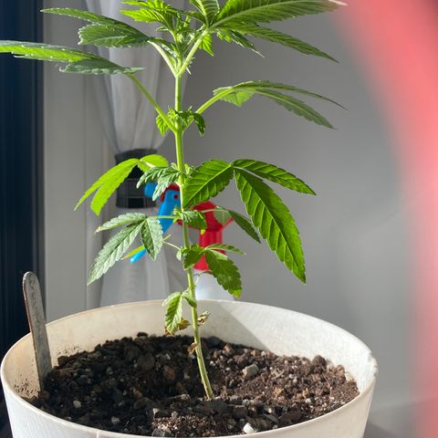 Generic1 growlog timeline photo