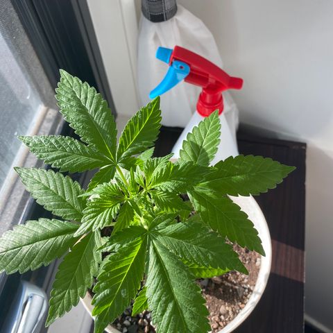 Generic1 growlog timeline photo