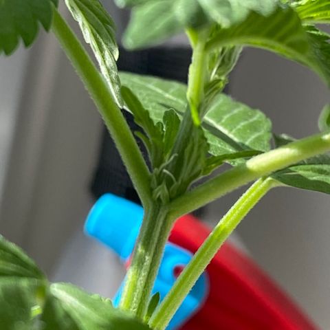 Generic1 growlog photo: female sex shown (white pistal flower)
