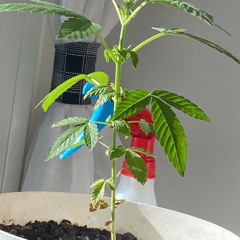 Generic1 growlog timeline photo