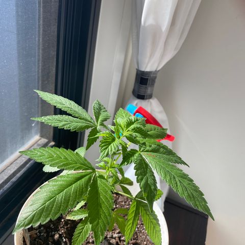 Generic1 growlog timeline photo