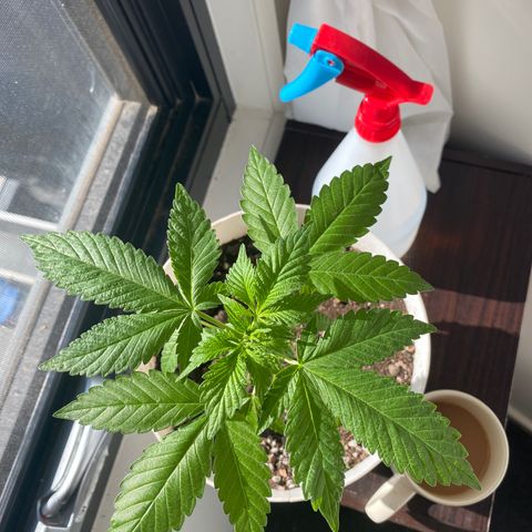 Generic1 growlog timeline photo